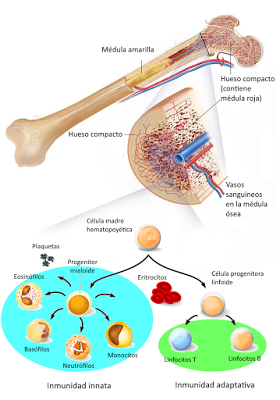 Sistema inmunitario II