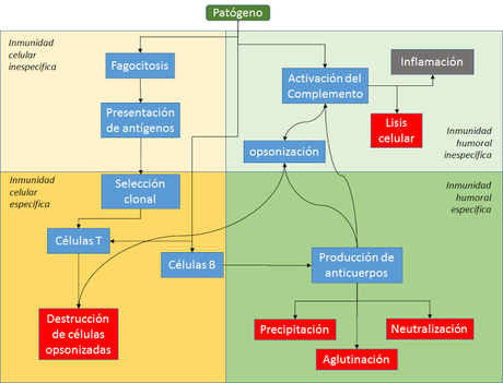 Sistema inmunitario II