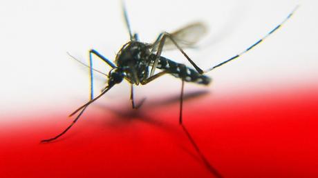 Encuentran componente genético que explica por qué alguien atrae más a los mosquitos
