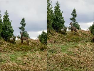 Val.le Peral-El Cogul.lu-El Picu la Campona