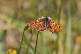 Para ampliar Euphydryas aurinia (Rottemburg, 1775) hacer clic