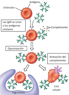 Sistema Inmunitario III: aspectos médicos