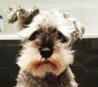 Schnauzer