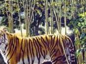 reto semana (21): tigre bengala