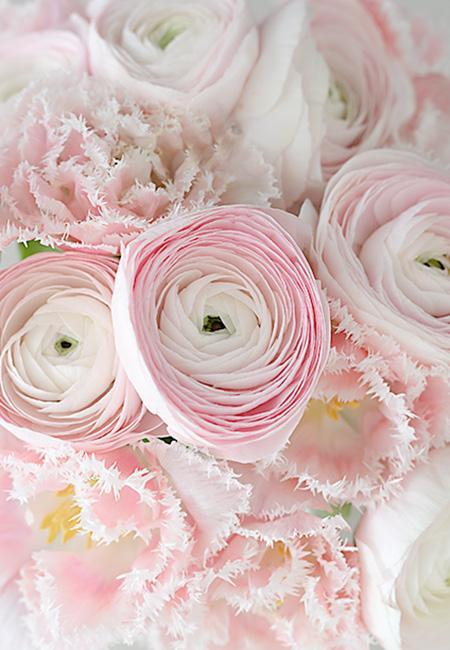 ranunkeln_tulpen_rosa_wunderschoen-gemacht