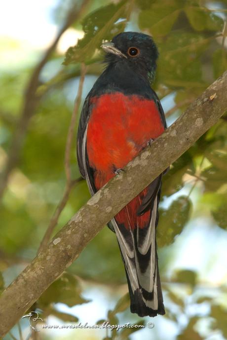 Surucuá común (Surucua Trogon) Trogon surrucura