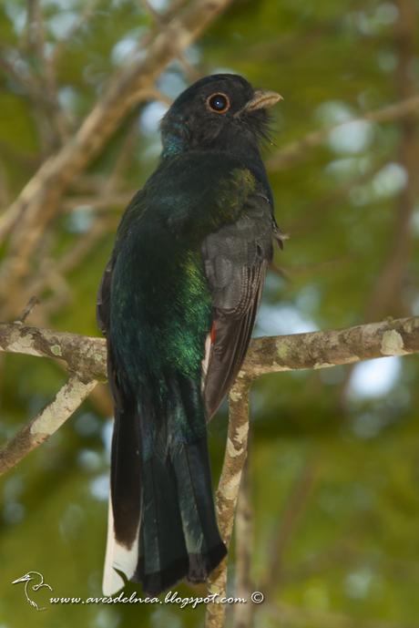 Surucuá común (Surucua Trogon) Trogon surrucura