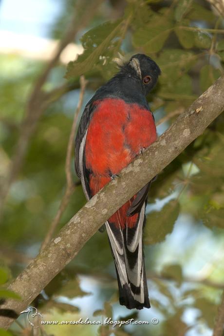 Surucuá común (Surucua Trogon) Trogon surrucura