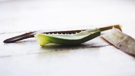 La magia del Aloe Vera. planta-aloe-vera-usos-recetas-fashion-blogger-argentina