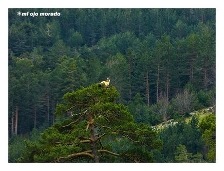Puesto de vigilancia