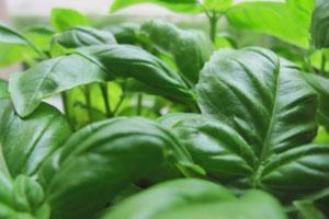 Albahaca para prevenir el dolor de cabeza