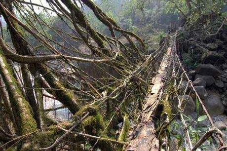 Los Puentes Vivientes de Cherrapunjee y la Manga del Mar Menor