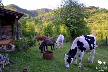 Bienvenidos al Santuario Gaia Bienvenidos al Santuario Gaia