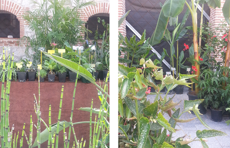 Botánica Insólita. Crónica 1ª Edición en Matadero Madrid Botánica Insólita. Crónica 1ª Edición en Matadero Madrid