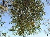 Algunas curiosidades soñar muérdago.