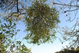 sueño con muérdago