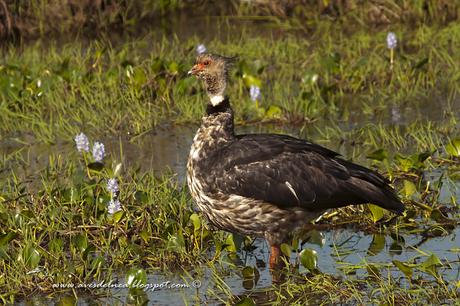 Chajá (Southern Screamer) Chauna torquata