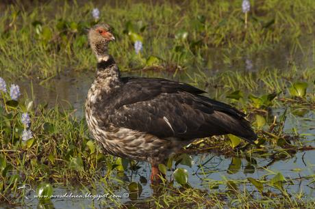 Chajá (Southern Screamer) Chauna torquata