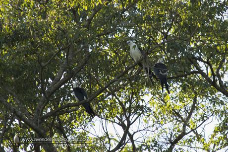 Milano tijereta (Swallow-tailed Kite) Elanoides forficatus