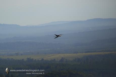 Milano tijereta (Swallow-tailed Kite) Elanoides forficatus