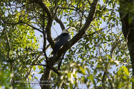 Milano tijereta (Swallow-tailed Kite) Elanoides forficatus