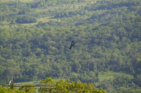 Milano tijereta (Swallow-tailed Kite) Elanoides forficatus