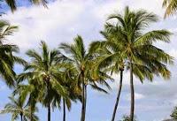 la palmera mas cultiva del mundo es el cocotero