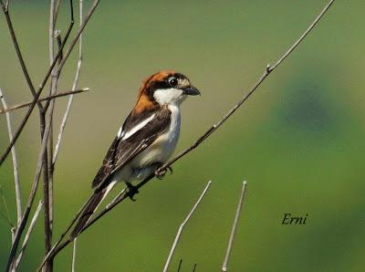 ALCAUDÓN COMÚN EN LAS MARISMAS DE SANTOÑA