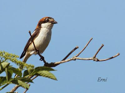 ALCAUDÓN COMÚN EN LAS MARISMAS DE SANTOÑA
