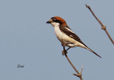 ALCAUDÓN COMÚN EN LAS MARISMAS DE SANTOÑA