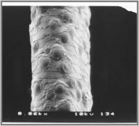 por qué_hay que usar un protector de calor