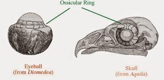 10 cosas que NO se le deben hacer a un T. rex