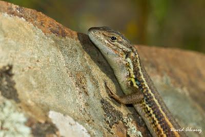 Regreso a Monfragüe