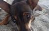 Los perros nos hacen física y mentalmente más saludables El Trastorno Limite de la Personalidad sería igual o más debilitante que el Trastorno Bipolar
