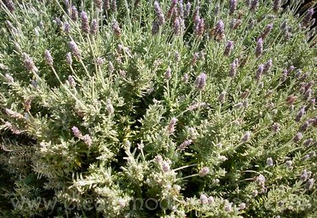 Las Hespérides, un jardín mitológico en Valencia