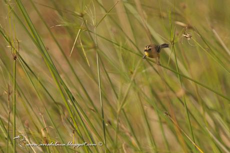 Doradito copetón (Crested doradito) Pseudocolopteryx sclateri