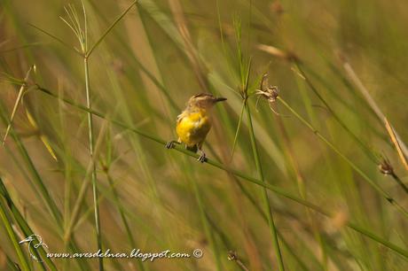 Doradito copetón (Crested doradito) Pseudocolopteryx sclateri