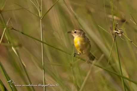 Doradito copetón (Crested doradito) Pseudocolopteryx sclateri