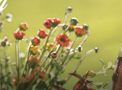 Coca-Cola Life llegó Ecuador