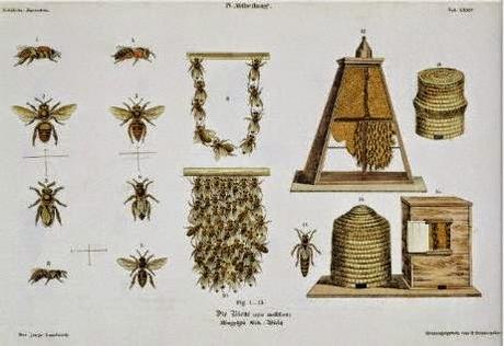POSTERS Y LAMINAS DE APICULTURA - POSTERS AND PRINTS BEEKEPING.