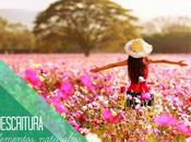 Recursos: Actividades materiales lectoescritura elementos naturales para Educación Infantil