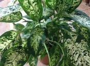 Plantas Venenosas
