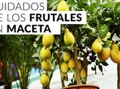 Cuidados árboles frutales maceta