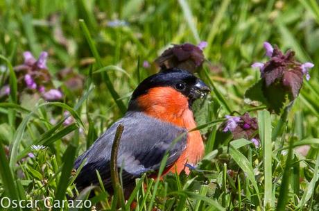 CAMACHUELO:  EDERRA GALLUPA