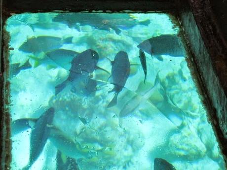 Corales en San Andrés. Colombia