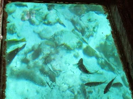 Corales en San Andrés. Colombia