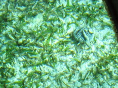 Corales en San Andrés. Colombia