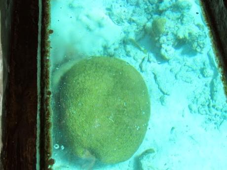 Corales en San Andrés. Colombia