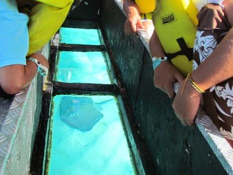 Corales en San Andrés. Colombia
