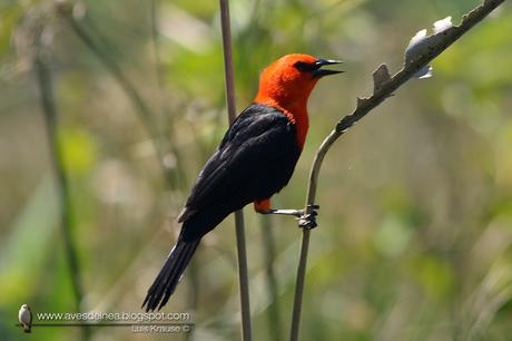 Federal (Scarlet-headed Blackbird) Amblyramphus holosericeus